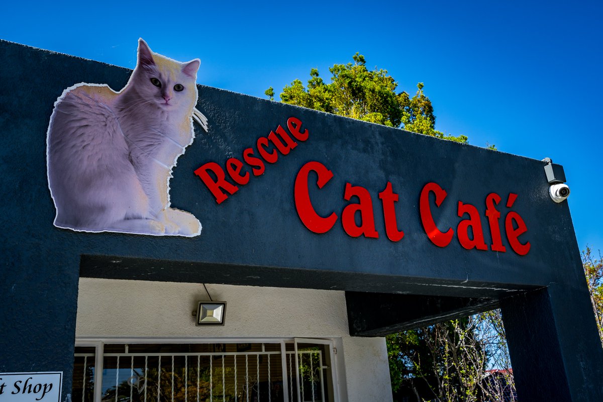 Are you ready for our Cat Café Vlog? 🐈💕😻 

Dropping TODAY! Subscribe to our channel so you don't miss any adventures: youtube.com/channel/UCGfbS…

#YouTube #CatsOfTwitter #catcafe #SubscribeToday