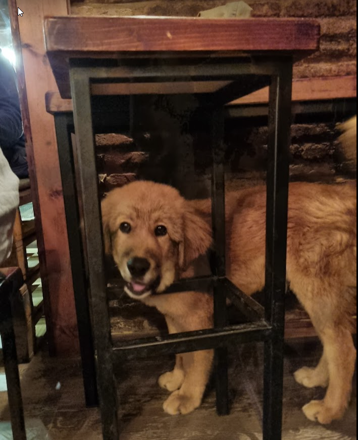 HansGutbrod's tweet photo. light brown dog in #BlackDogBar in #Tbilisi. Celebrating Espresso's first real outing (yes, he's vaccinated!) into the city. This puppy,currently with D.O.G. is barely six months old, and one family hopes to adopt this fluffball soon. #rescue #dogs #dogfriendlybars https://t.co/Sl8DyZKopi