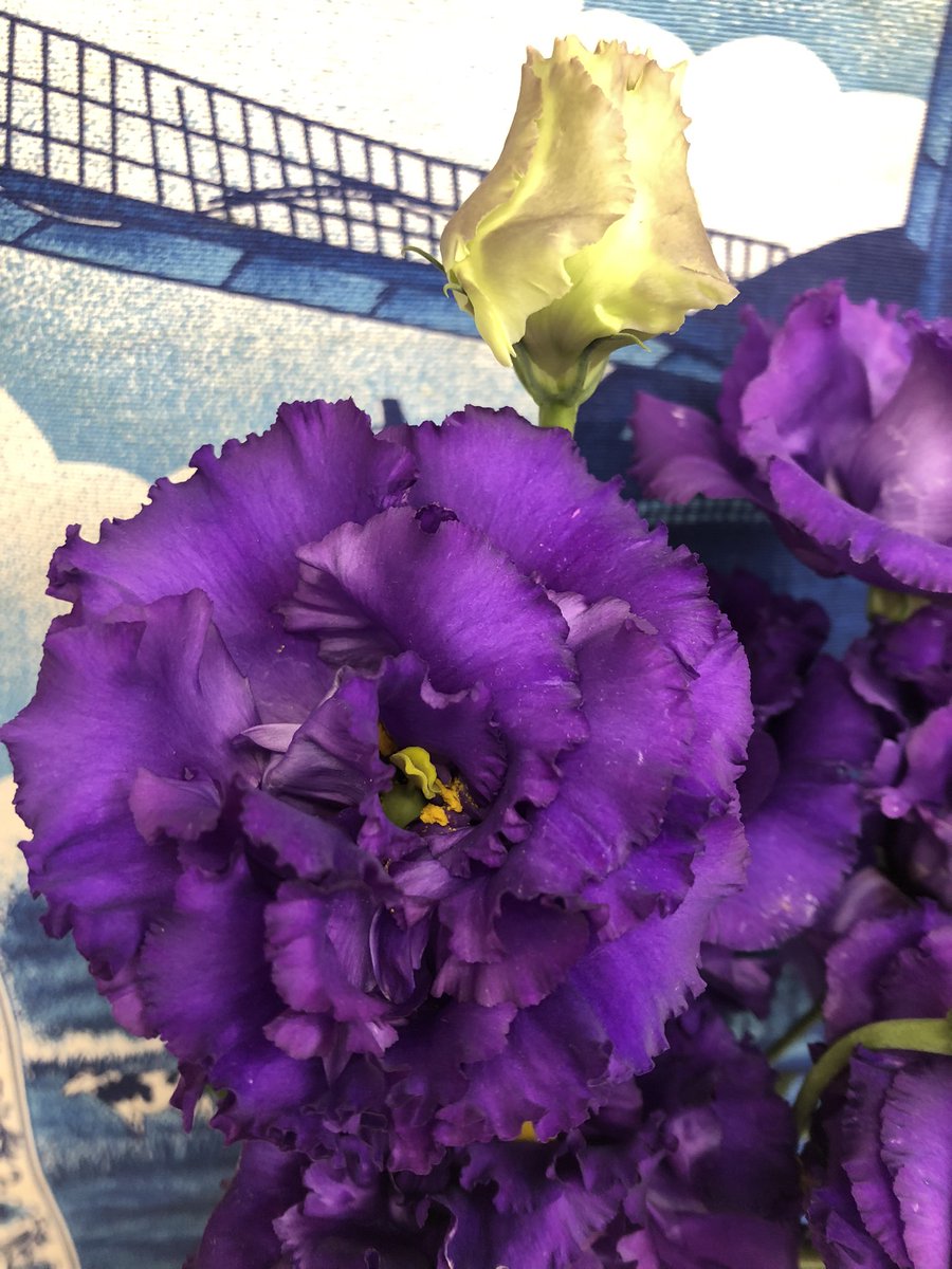 Top Tweets For トルコキキョウ Twstalker