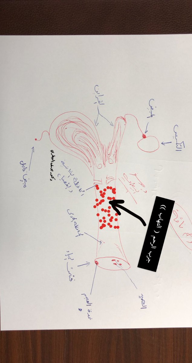 1️⃣موضوعنا سلسله عن عدم لقاح الإبل رسم بسيط يوضح الجهاز التناسلي للابل يوضح ( الحافظة الاولى والثانيه-القراين-الجرب - الصيد-العجمه -المبيض والتكيس ) 
<a href="/lilililmlililil/">بدوي نجد</a> <a href="/Bn_qoizan/">مسعود سعود بن قويزان</a> <a href="/MohaGamed/">محمد همدان المري</a> <a href="/Helal_bin_bjad/">هلال بن بجاد العتيبي</a> <a href="/F_BinHithleen/">فهد بن حثلين</a> <a href="/Ndr_Alabel/">رجاء العتيبي | ندر الإبل</a> <a href="/alaibilfestival/">فعاليات نادي الإبل</a> <a href="/rakaanj/">راكان المغيري</a> <a href="/saooooodi01/">عبيد الميزاني</a>