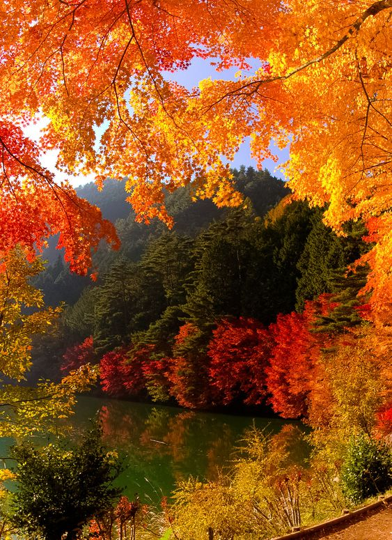 Kristal38922455's tweet photo. Celebrate each new day...🍂🍁🍂

#NaturePhotography #nature https://t.co/447E88Hm1u