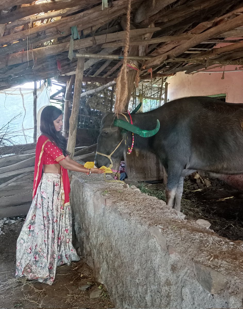 Bhagvatee_bhil's tweet photo. #आदिवासियत में गाय बैल भैस पाड़ा बकरी बकरा मुर्गा मुर्गी सब जो घर चलाने में सहायक होते है उन्हें गोपूजा के दिन पूजा जाता है लेकिन अफ़सोस जिसे अपनी अर्थव्यवस्था खर्च करके चलाना पड़े अर्थात आधुनिक उपकरणो को पूजने का रिवाज बनता जा रहा है🙏 सिर्फ संवैधानिक लड़ाई से सब नहीं मिलना है🏹 https://t.co/8ttjLC33Dx