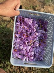 jkmediasocial's tweet photo. #Saffron: Worldโs costliest spice, with recorded history of 2800 years. Great efforts #Pampore farmers and agri deptt. Weather favoured optimum harvest this year. #FarmDayOut Tweets @listenshahid https://t.co/JuOqwKR1hX