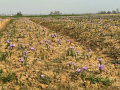 jkmediasocial's tweet photo. #Saffron: Worldโs costliest spice, with recorded history of 2800 years. Great efforts #Pampore farmers and agri deptt. Weather favoured optimum harvest this year. #FarmDayOut Tweets @listenshahid https://t.co/JuOqwKR1hX