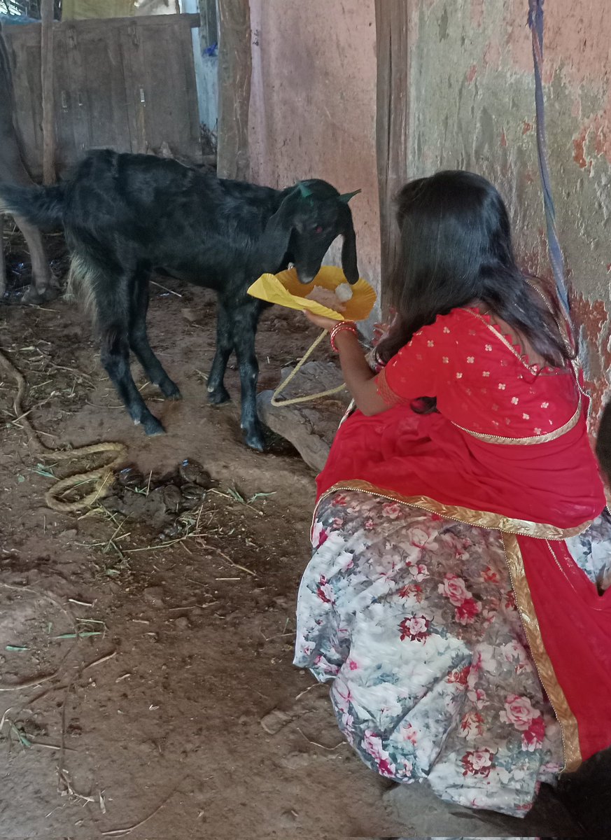 Bhagvatee_bhil's tweet photo. #आदिवासियत में गाय बैल भैस पाड़ा बकरी बकरा मुर्गा मुर्गी सब जो घर चलाने में सहायक होते है उन्हें गोपूजा के दिन पूजा जाता है लेकिन अफ़सोस जिसे अपनी अर्थव्यवस्था खर्च करके चलाना पड़े अर्थात आधुनिक उपकरणो को पूजने का रिवाज बनता जा रहा है🙏 सिर्फ संवैधानिक लड़ाई से सब नहीं मिलना है🏹 https://t.co/8ttjLC33Dx