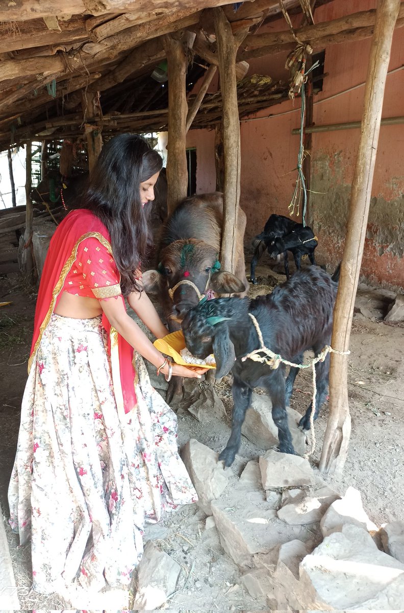 Bhagvatee_bhil's tweet photo. #आदिवासियत में गाय बैल भैस पाड़ा बकरी बकरा मुर्गा मुर्गी सब जो घर चलाने में सहायक होते है उन्हें गोपूजा के दिन पूजा जाता है लेकिन अफ़सोस जिसे अपनी अर्थव्यवस्था खर्च करके चलाना पड़े अर्थात आधुनिक उपकरणो को पूजने का रिवाज बनता जा रहा है🙏 सिर्फ संवैधानिक लड़ाई से सब नहीं मिलना है🏹 https://t.co/8ttjLC33Dx