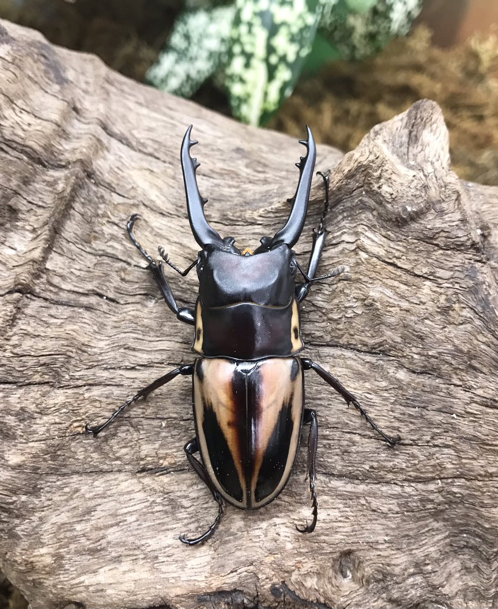 ランバージャック横浜店 Lbjkhomac Twitter