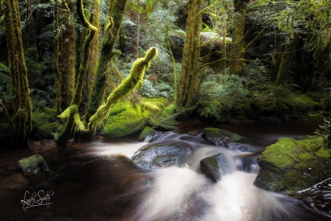 LyndenJSmith's tweet photo. Photo of the day, 'MOSS COVERED'. Full daily blog & photograph at https://t.co/CiI4A3b1G2 #potd #NelsonFalls #Tasmania #Australia https://t.co/3cFKBtNsLF