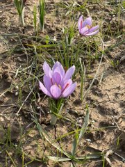 jkmediasocial's tweet photo. #Saffron: Worldโs costliest spice, with recorded history of 2800 years. Great efforts #Pampore farmers and agri deptt. Weather favoured optimum harvest this year. #FarmDayOut Tweets @listenshahid https://t.co/JuOqwKR1hX