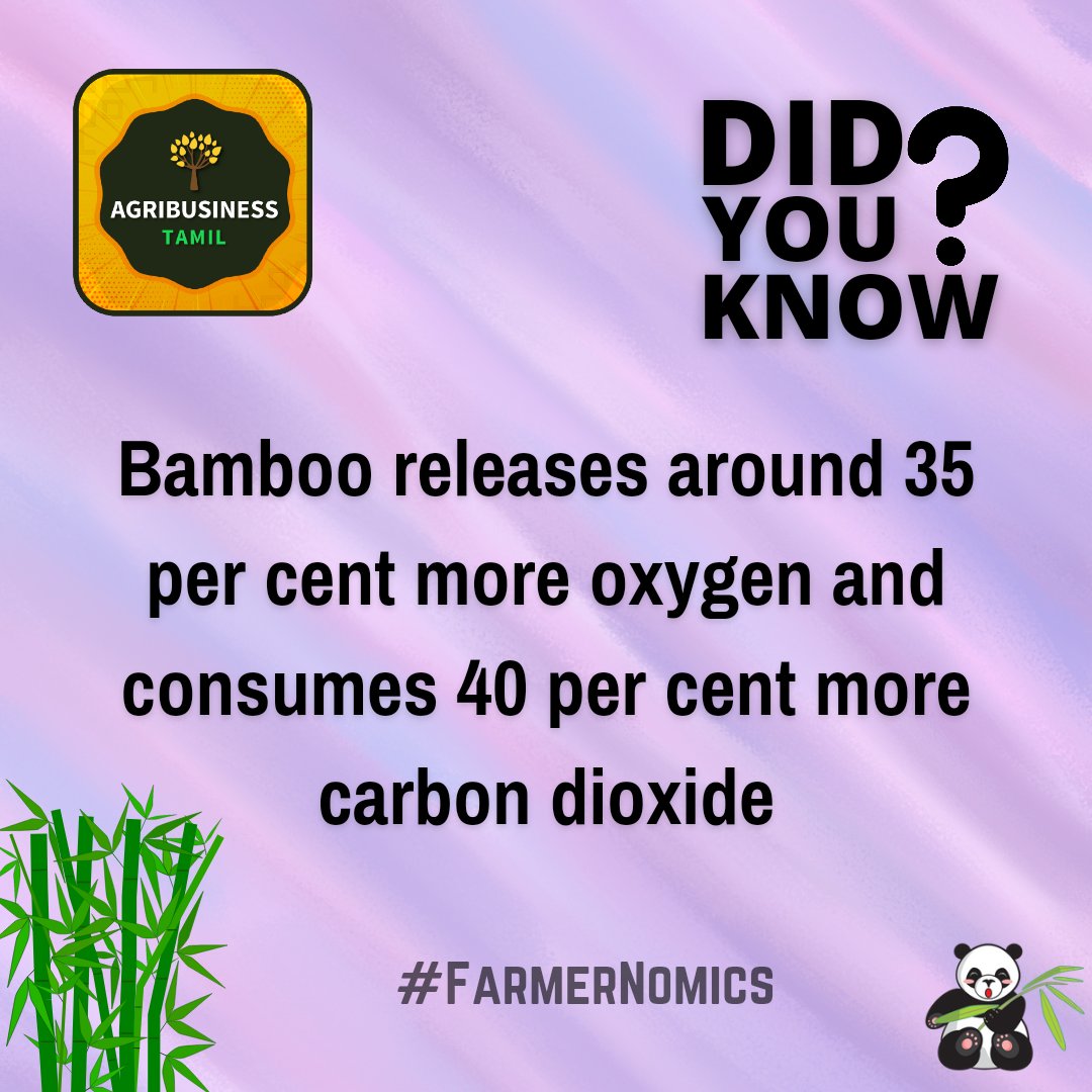 AgribusinessTa1's tweet photo. Did you know ?

#agribusinesstamil 
#agricultureworldwide 
#didyouknow 
#bamboosticks 
#oxygen
#farmernomics https://t.co/py0hAycvpY
