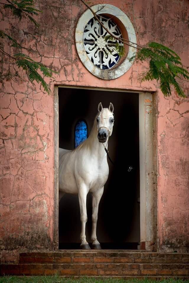 Almahmoud_Abdul's tweet photo. أغناهُ حُسْنُ الجيدِ عن لبْسِ الحُلَى
وكفاهُ طِيبُ الخلْقِ أن يتطيَّبا

لشاعرها https://t.co/PvRXkfhcjh
