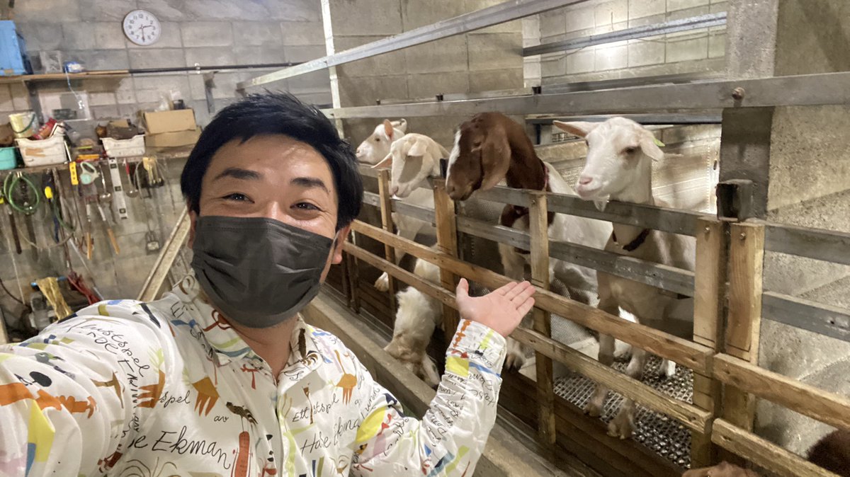 RBC_listen's tweet photo. 明日は「山羊特集」これは沖縄ならではでしょう！
特集ゲストは、日本一のヤギブロガーである「まえだまえだ」こと前田昭宏さん。めくるめくヤギ好きの世界へ誘います！うるま市のヤギ農家さんにもガッツリ取材行きましたよ。

メッセージテーマは『タフ』でお寄せください！
lis@rbc.co.jp
#リッスン https://t.co/2KOtOGW4ZW