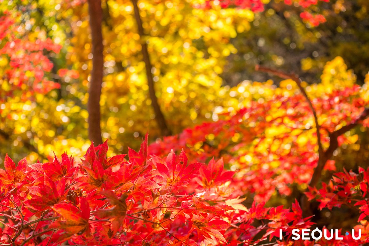 Seoul_gov's tweet photo. Bukhansan Mountain is one of three representative natural wonders of Seoul along with Namsan Mountain and the Hangang River.
Bukhansan Mountain draped in autumnal foliage attracts visitors for its stunning view.

✔️For details: https://t.co/vxYBkxChwd

#ISeoulU https://t.co/zrvYEJd2ZA