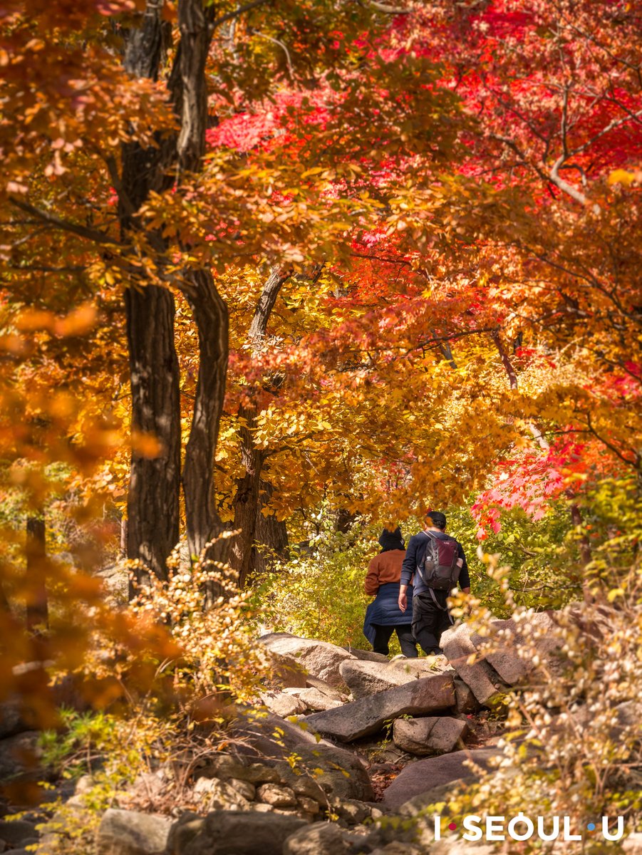 Seoul_gov's tweet photo. Bukhansan Mountain is one of three representative natural wonders of Seoul along with Namsan Mountain and the Hangang River.
Bukhansan Mountain draped in autumnal foliage attracts visitors for its stunning view.

✔️For details: https://t.co/vxYBkxChwd

#ISeoulU https://t.co/zrvYEJd2ZA