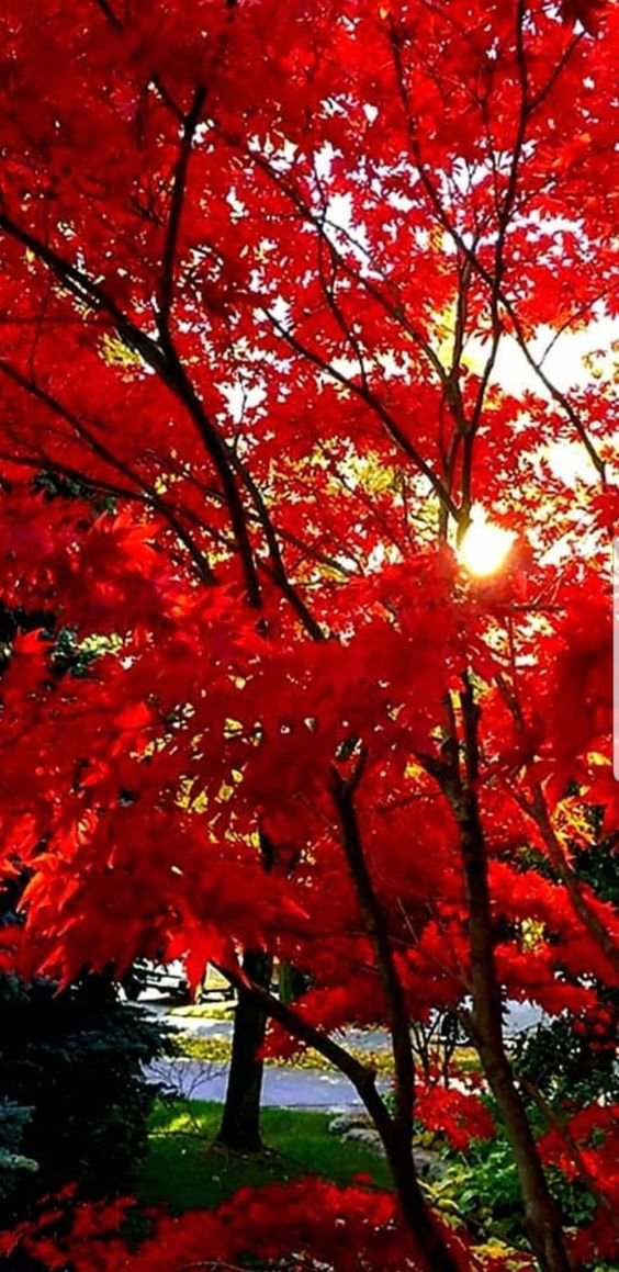 Kristal38922455's tweet photo. #NaturePhotography ❤️❤️❤️ https://t.co/tWYAbn6c9v