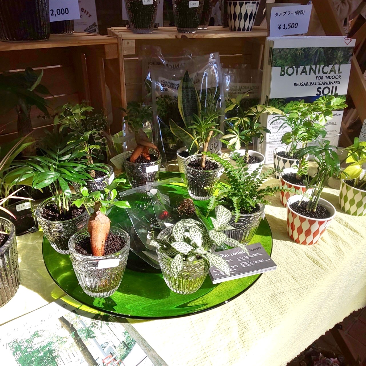 観葉植物 ボタニカルラウンジ Onlineショップopen Botanicallounge Twitter