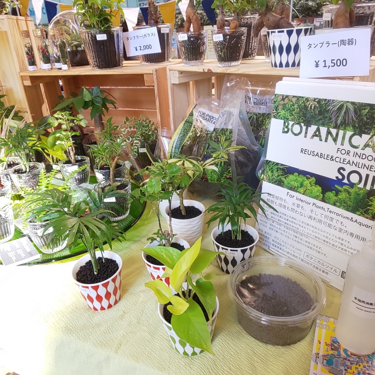 観葉植物 ボタニカルラウンジ Onlineショップopen Botanicallounge Twitter