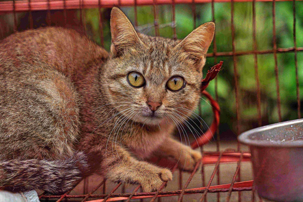 fourpawsAU's tweet photo. #FightForCatsFriday Cyndi's finally recovering from horror cat meat trade🐈🌈
For a long while, the things this 11-month-old tabby saw in the slaughterhouse remained in her bones. Under foster care, this fearful hissing cat is now making wonderful progress. #FosteringSavesLives https://t.co/usHZQxzgZV