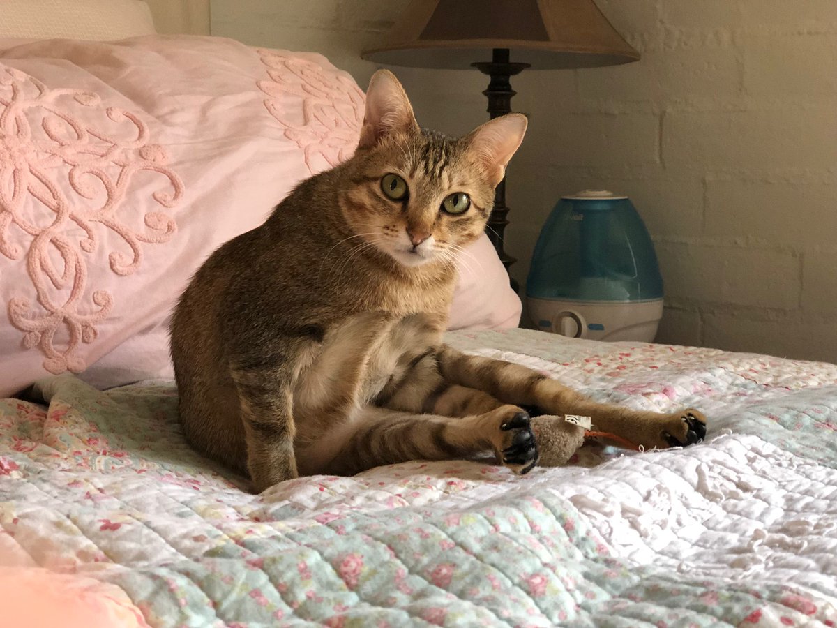 fourpawsAU's tweet photo. #FightForCatsFriday Cyndi's finally recovering from horror cat meat trade🐈🌈
For a long while, the things this 11-month-old tabby saw in the slaughterhouse remained in her bones. Under foster care, this fearful hissing cat is now making wonderful progress. #FosteringSavesLives https://t.co/usHZQxzgZV