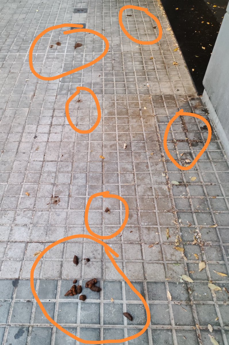 xarpa80's tweet photo. Mentre alguns paguem impostos per gairebé tot, altres es caguen i es pixen allà on volen. Vorera entrada portal barri zona franca de Barcelona. https://t.co/U7y16c05e0