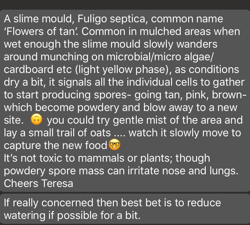 Mycologist friend replies…