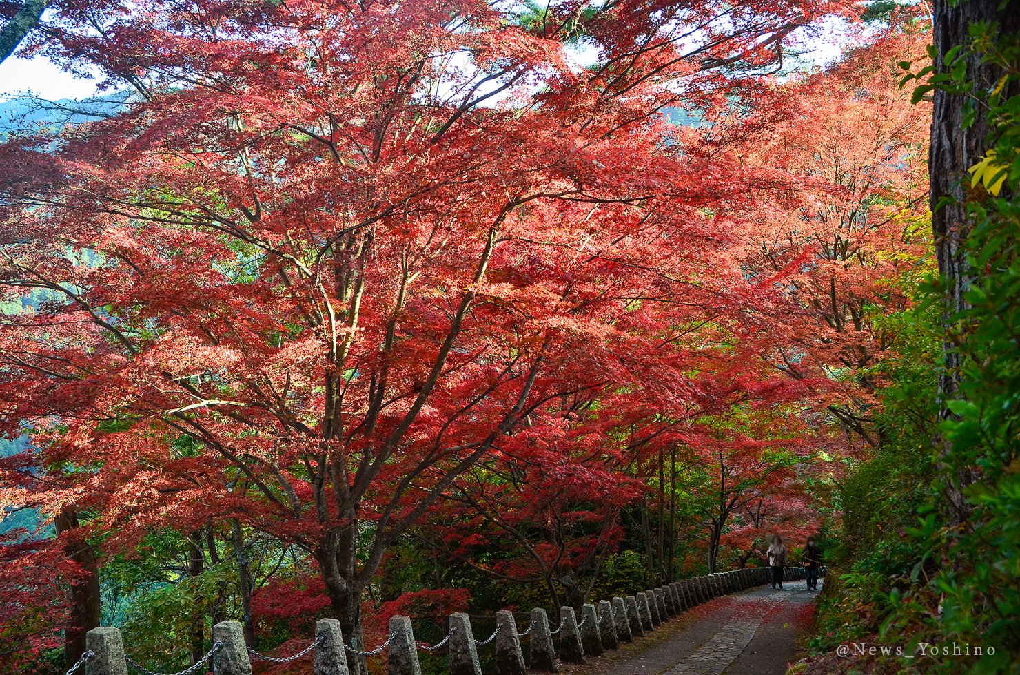 吉野山最新情報 News Yoshino Twitter