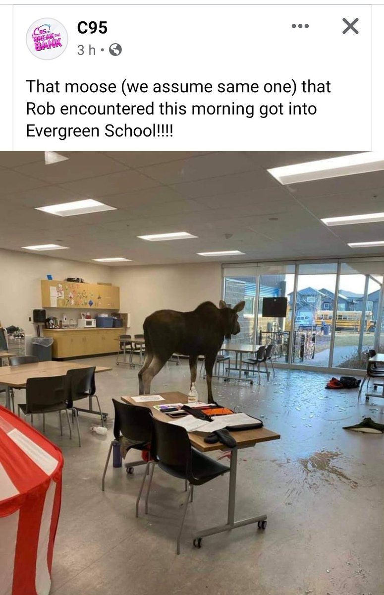 Standard news from home...
I was devastated when I walked into my classroom to find it completely flooded. I don't know how I'd have reacted to finding a moose instead.