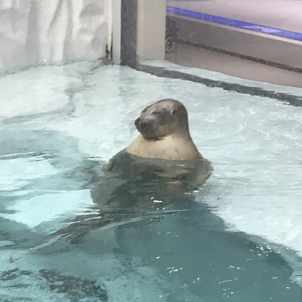 hiryutan7's tweet photo. 海遊館行ってきた！！ https://t.co/RvebvI9K3I