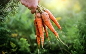 MeNutroo's tweet photo. How To Grow Organic Carrots?
https://t.co/neMWjDDjjY

#AnnualSeeds #BackyardGardenIdeas #BackyardGardening #Bean #BeanCare #Gardening https://t.co/Y0uzvkuefM