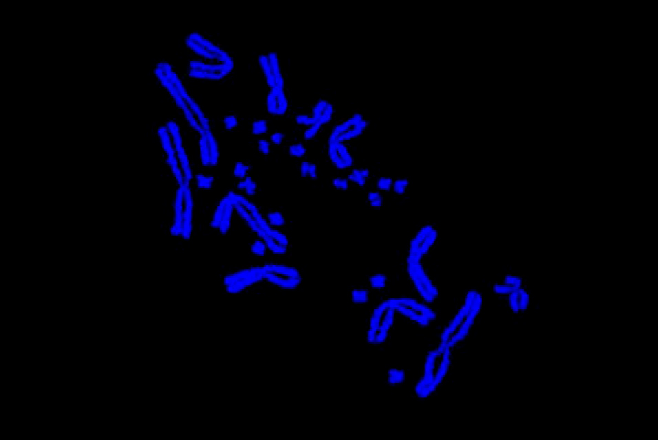 Researchnewscc's tweet photo. Researchers identify bird and reptile 'microchromosomes' once thought to be dust specks on a microscope slide #microchromosomes #research #newspaper @latrobe
Read more about this here: https://t.co/XC34ks4DAx
Subscribe for free to ResearchNews Newsletter https://t.co/Kn45WMffGU https://t.co/2czbS1dasB