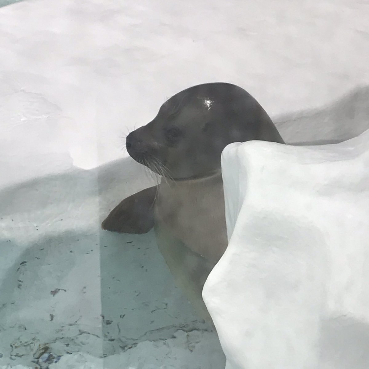 hiryutan7's tweet photo. Youtubeで見てたミゾレちゃんがこんなに大きく… https://t.co/Wwf3EFoG5w