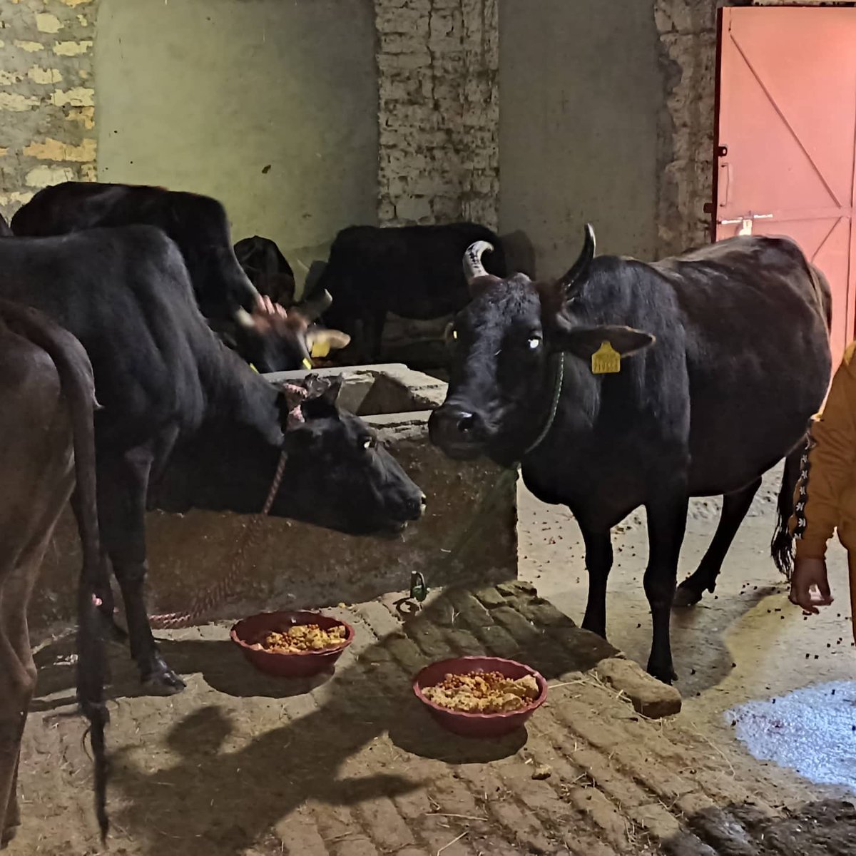 गोवर्धन पूजा