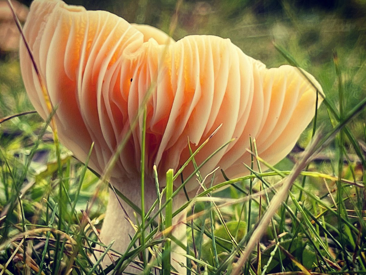 forestfairylake's tweet photo. Meadow wax cap #FungiFriday #waxcap #mushrooms #fungi #fungus #Autumn #woodlandfloor #woodland #woods #forest #trees #meadow #plants #nature #goodforthesoul #NaturePhotography #forestphotography #photography #windermere #LakeDistrict #Cumbria #countryside https://t.co/Ca52QiYOu2