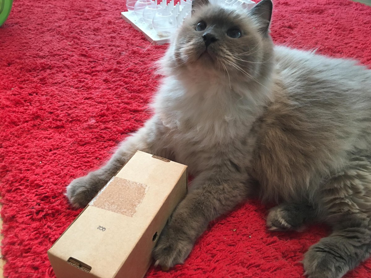 FABClinicians's tweet photo. *Feline Friday*
There are some great enrivonmental enrichment ideas by @foodpuzzlesforcats, such as turning a carboard box into a food puzzle.
Find out more here: https://t.co/bIc6k957y8
#catwelfare #catbehaviour #felinebehaviour #felinewelfare #felineenrichment https://t.co/DSEneBaP7i