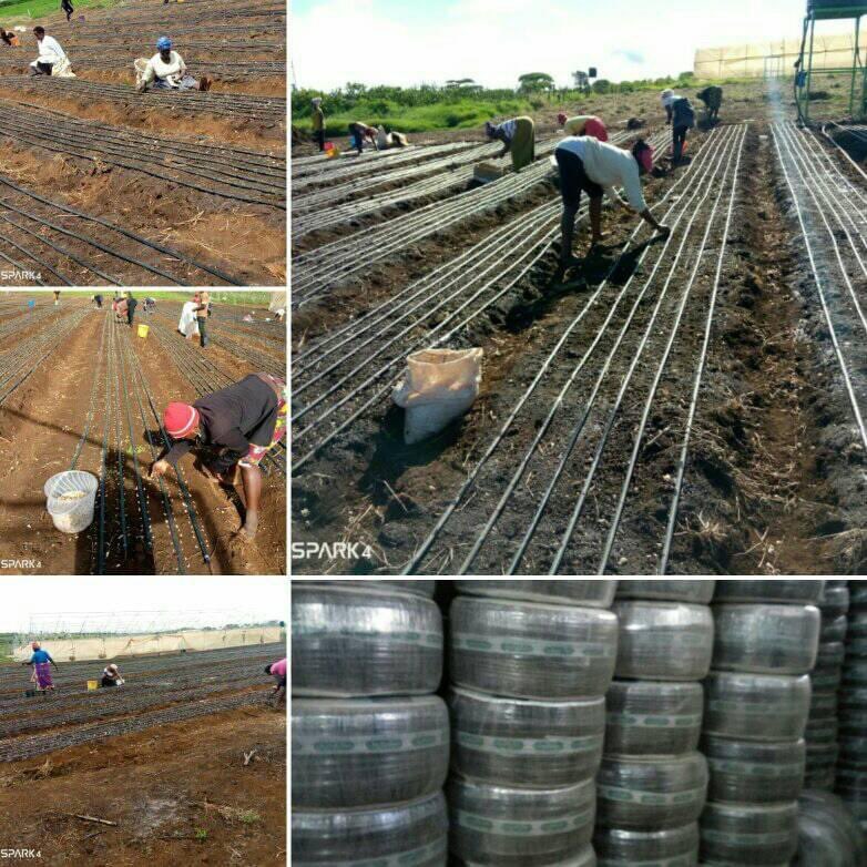 poultry_cage's tweet photo. Captain Drip tapes,
Every drop counts 💧 ,it's all about drip irrigation relating with water and soil principles

Call us on 0723117816
"President Uhuru Kenyatta" Suarez "Junction Mall" Atwoli #KanairoGotSaved Mutua Ruto Mbagathi Juliani https://t.co/fwCKdFjOyb
