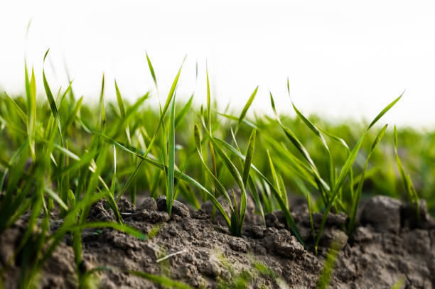 🌾Risk assessments are critical for #IPM strategies, especially when considering #wheatbulbfly. The highest egg count found by <a href="/ADASGroup/">ADAS</a> in the Eastern region was 582 eggs/M2 
This is 4 times the average in the region!
Take a look at SIGNAL here 👉 bit.ly/3zjvRkD