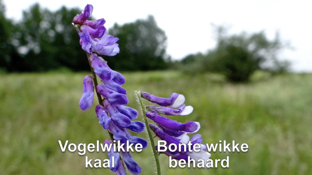 FloraNederland's tweet photo. Reis mee door onze flora. In graslanden vallen in de zomer de rijkbloemige trossen met paarsblauwe bloemen op van Vogelwikke uit de Vlinderbloemenfamilie. https://t.co/mpKk9HiRoW #graslanden #wikke #graslanden #floraonline #bermbeheer https://t.co/Ff9UgOrXFY