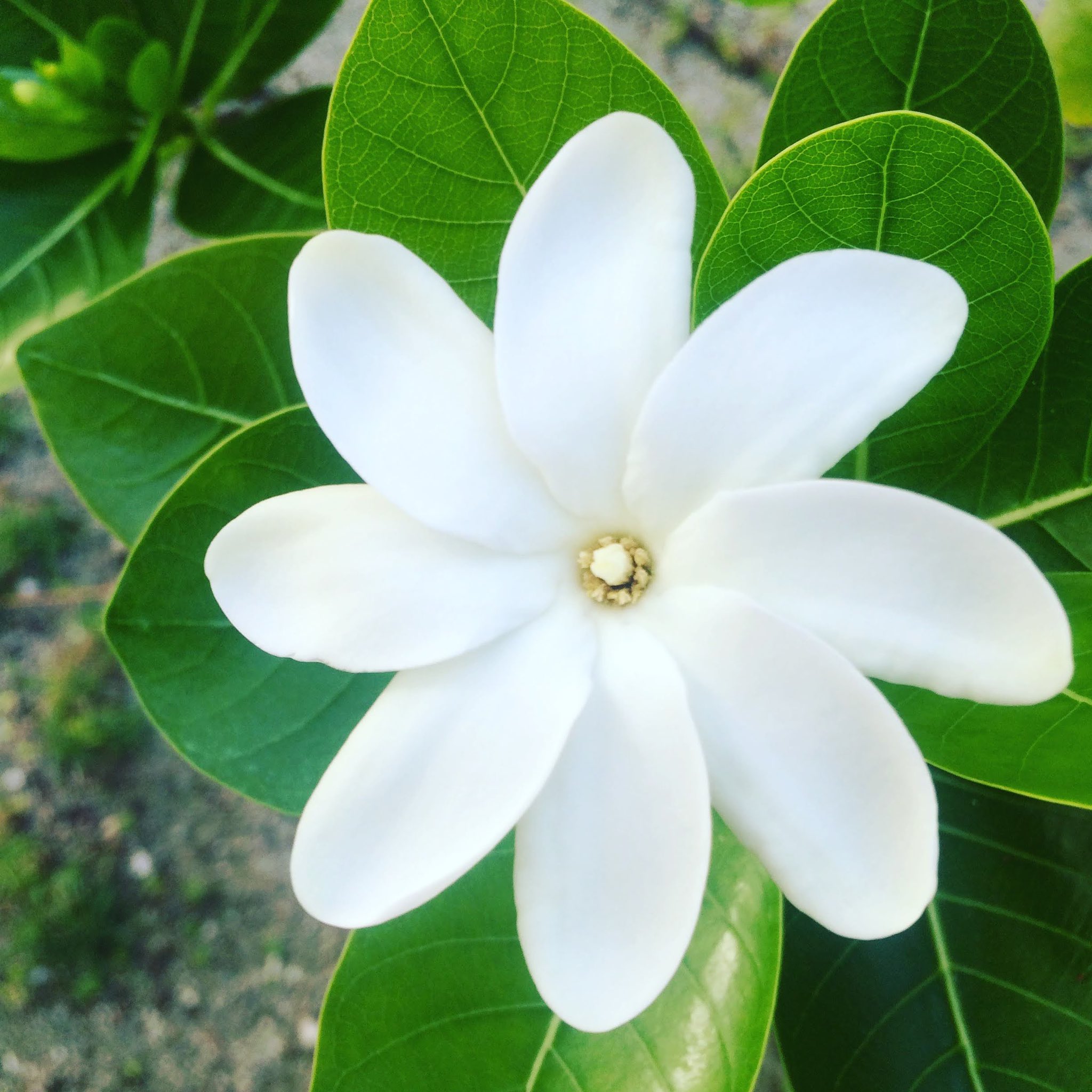 エア タヒチ ヌイ 公式 エア タヒチ ヌイの尾翼にも描かれている ティアレ は タヒチ の国の 花 です 花言葉 は幸せすぎる 8枚の花びらのティアレ を見つけたら 幸せが訪れると言われています 南の島 幸運 T Co Cln9w65zj8 Twitter