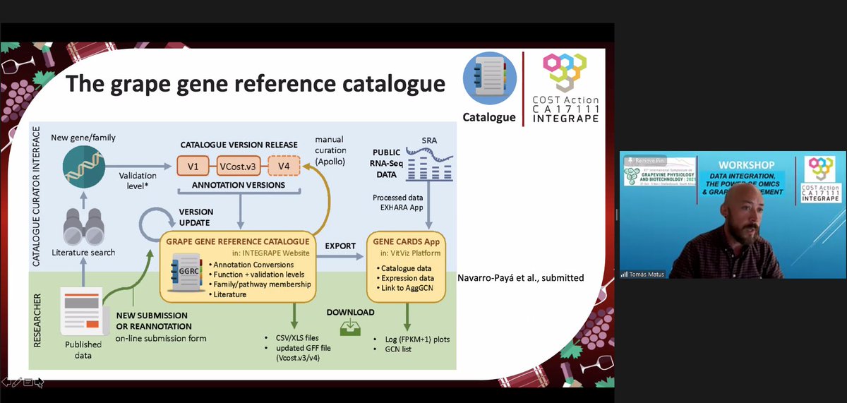 Grapediaportal's tweet image. Thanks to @ISGPB20213 we have showcased to the grape community the results of our #INTEGRAPE @COSTprogramme Action: talks on the new PN40024 assembly (Camille Rustenholz from @INRAE_Colmar) &amp;amp; the gene reference catalogue (@jtmatus from @i2sysbio). Follow the thread below..
