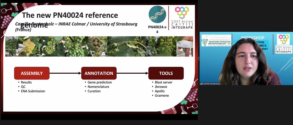Grapediaportal's tweet image. Thanks to @ISGPB20213 we have showcased to the grape community the results of our #INTEGRAPE @COSTprogramme Action: talks on the new PN40024 assembly (Camille Rustenholz from @INRAE_Colmar) &amp;amp; the gene reference catalogue (@jtmatus from @i2sysbio). Follow the thread below..