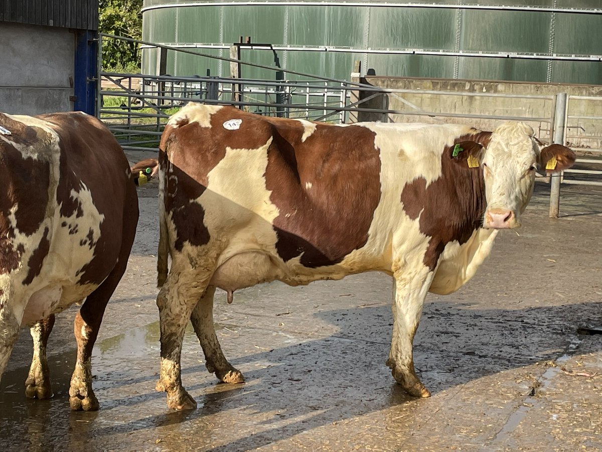 bovi_gen's tweet image. It was great to see such a packed sale ring at the dispersal of Smiths farming ProCROSS herd where buyers came from all over the uk to try and buy cattle if all ages. The trade was on 🔥
#procross,#dairy365 #sustainable,#efficient, #dairy, #cows