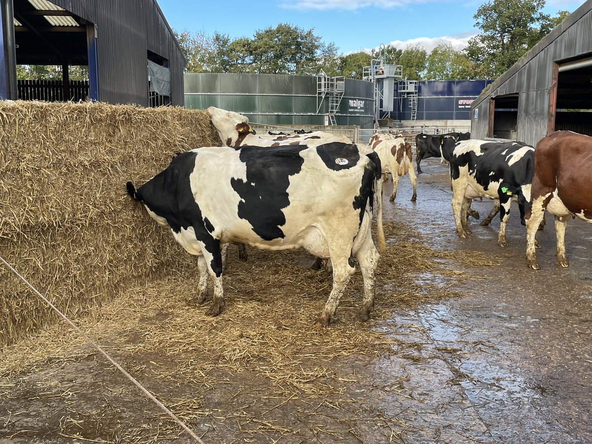 bovi_gen's tweet image. It was great to see such a packed sale ring at the dispersal of Smiths farming ProCROSS herd where buyers came from all over the uk to try and buy cattle if all ages. The trade was on 🔥
#procross,#dairy365 #sustainable,#efficient, #dairy, #cows