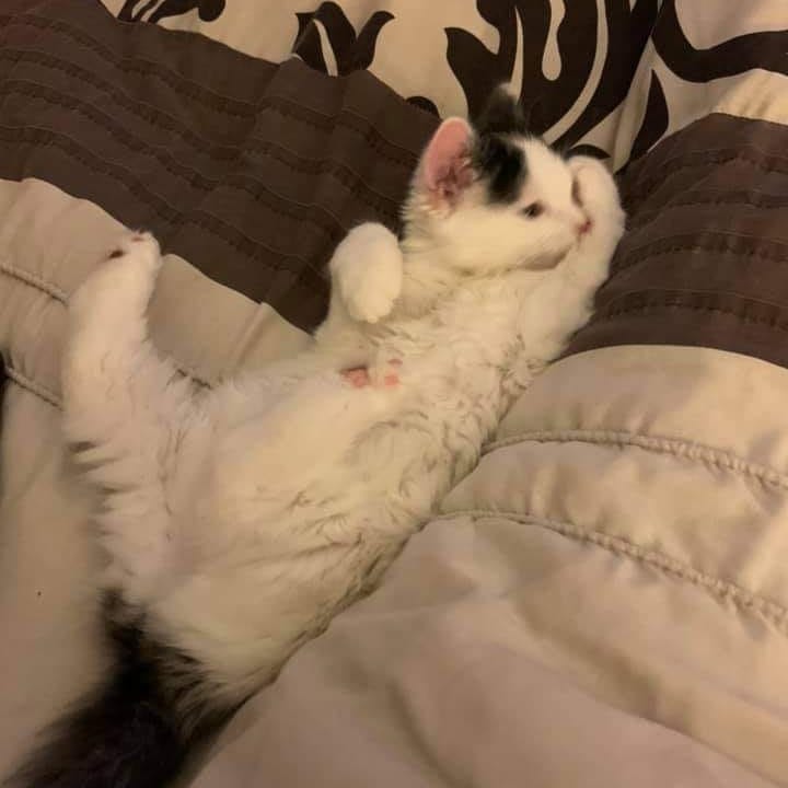 Sleaford CP (@SleafordCP) on Twitter photo 2021-11-05 07:46:43 Update on Braid - sole survivor of #TheHairstyles- litter of kittens tied up in bags and abandoned by #RiverTrent #ADOPTDONTSHOP #sleaford #lincolnshire #kittens #kittensoftwitter #adopt #rescue #rehome #successstory
facebook.com/15677395446072… Update on Braid - sole survivor of #TheHairstyles- litter of kittens tied up in bags and abandoned by #RiverTrent #ADOPTDONTSHOP #sleaford #lincolnshire #kittens #kittensoftwitter #adopt #rescue #rehome #successstory
facebook.com/15677395446072…
