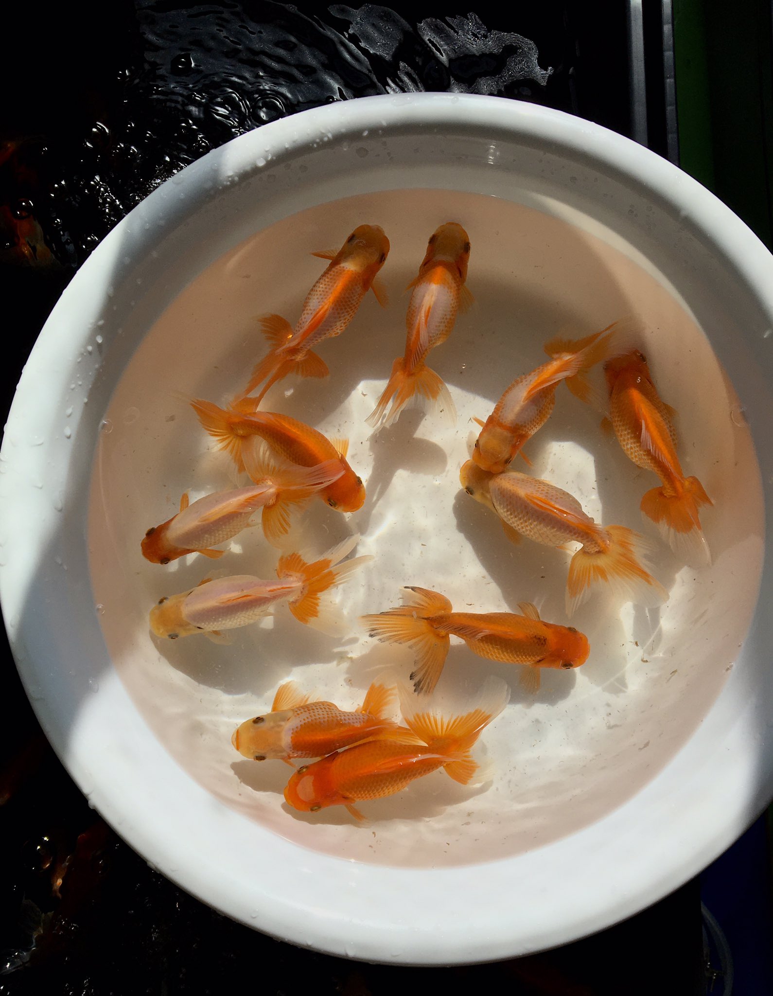 O Xrhsths 中嶋秀人 Sto Twitter 日本オランダ獅子頭当歳魚の中で小さい子チーム この春 愛好家の方から卵を譲っていただき 日本オランダ獅子頭の飼育に初挑戦中 品種により選別のポイントなども異なるので難しさを痛感 手話もそうですが 金魚もやはり勉強会は