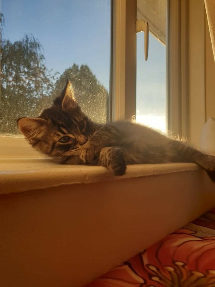 AWildMat's tweet photo. More kitty photos of Timon

Credit @Delaylal https://t.co/396x19hfoQ