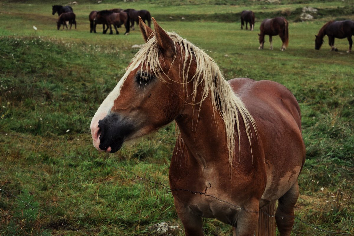 judphots's tweet photo. @judphots 📸🐴

#photooftheday #photo #PHOTOS #photograph #fotografia #FOTOS #FOTO #FotoDelDia #Nikon @NikonUSA @NikonEspana https://t.co/ZOR3erOZqW