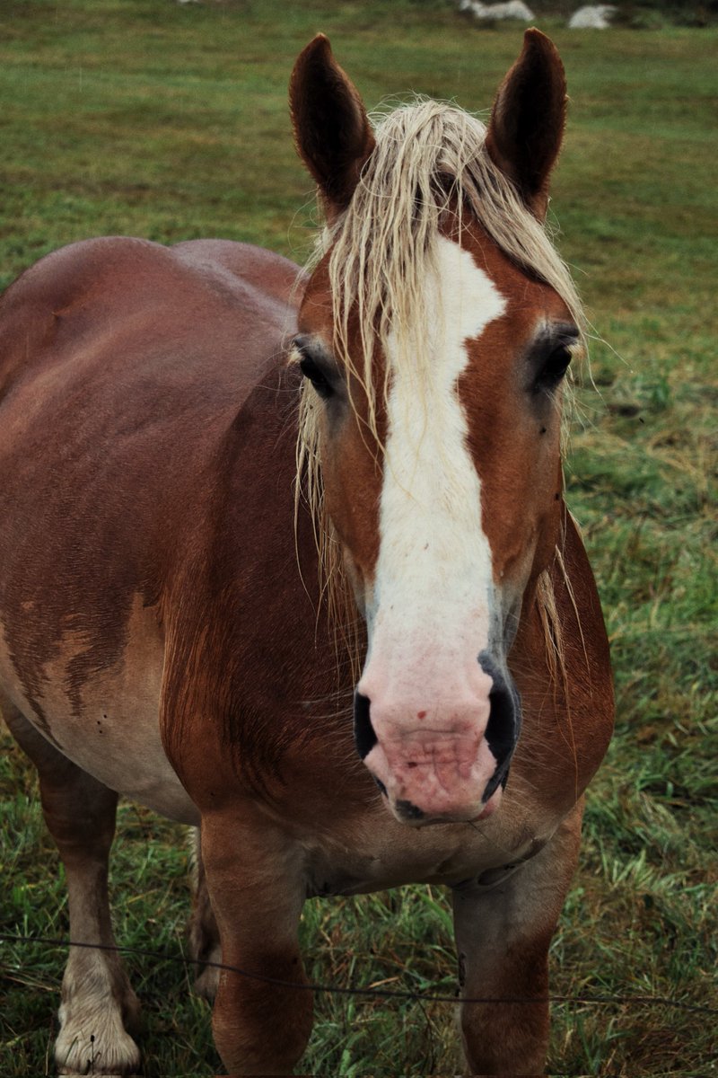 judphots's tweet photo. @judphots 📸🐴

#photooftheday #photo #PHOTOS #photograph #fotografia #FOTOS #FOTO #FotoDelDia #Nikon @NikonUSA @NikonEspana https://t.co/ZOR3erOZqW