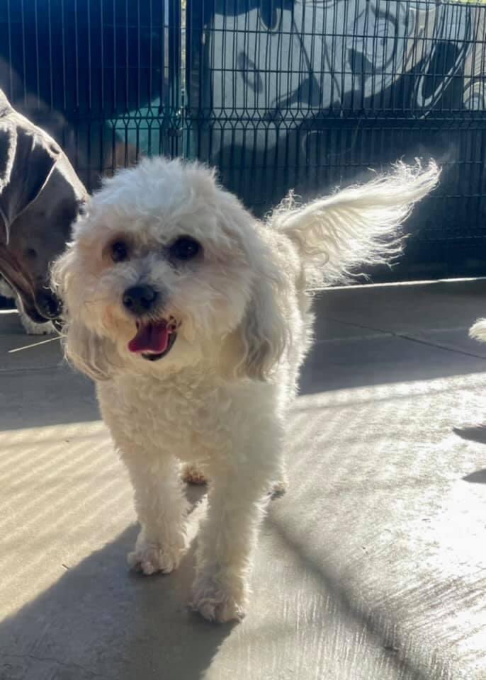 JenKBernstein's tweet photo. Adventures at doggy daycamp. #rescuedog #descendedfromwolves https://t.co/sF76u3FGEV
