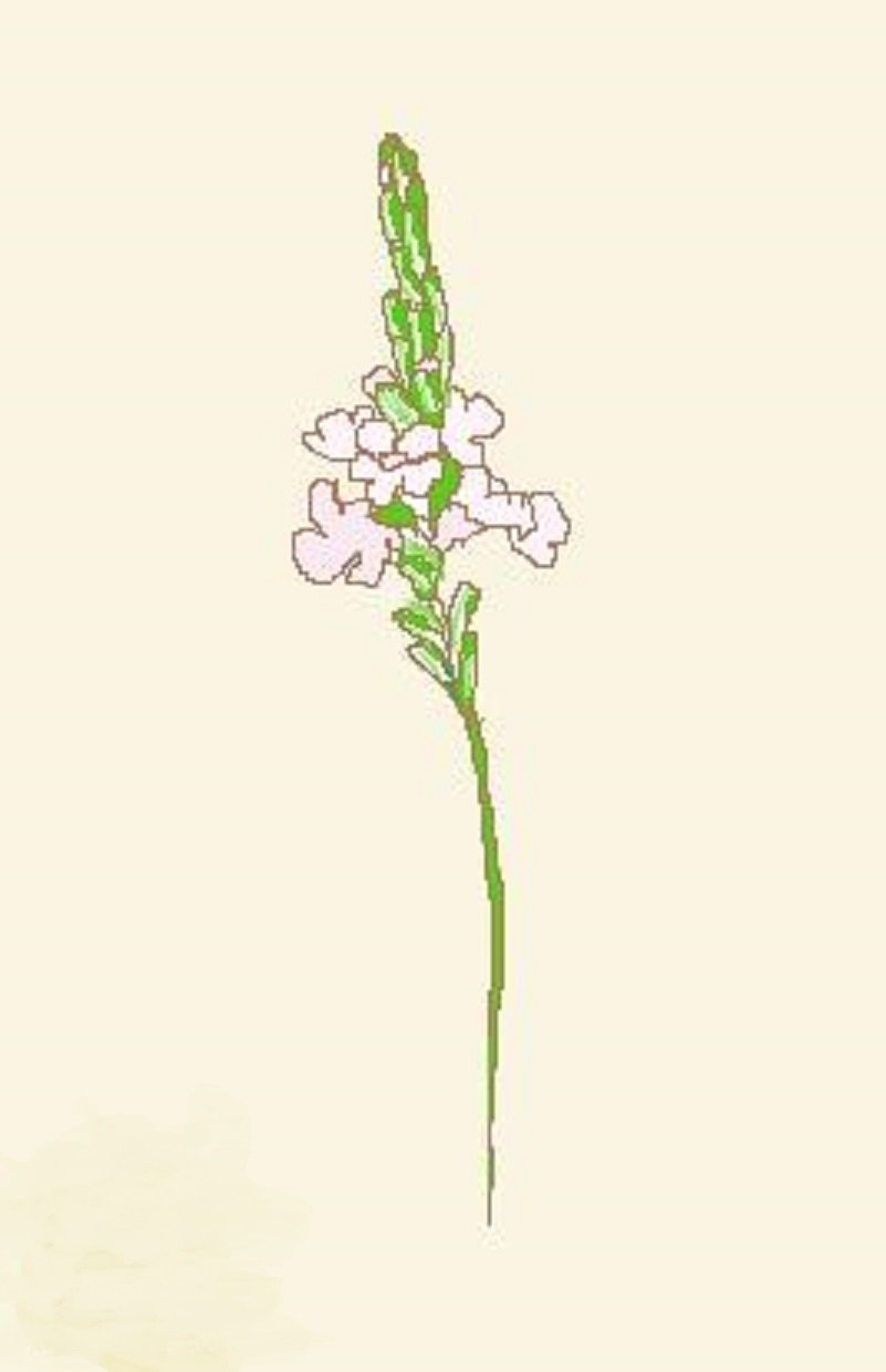 馬鞭草 Twitter Search Twitter