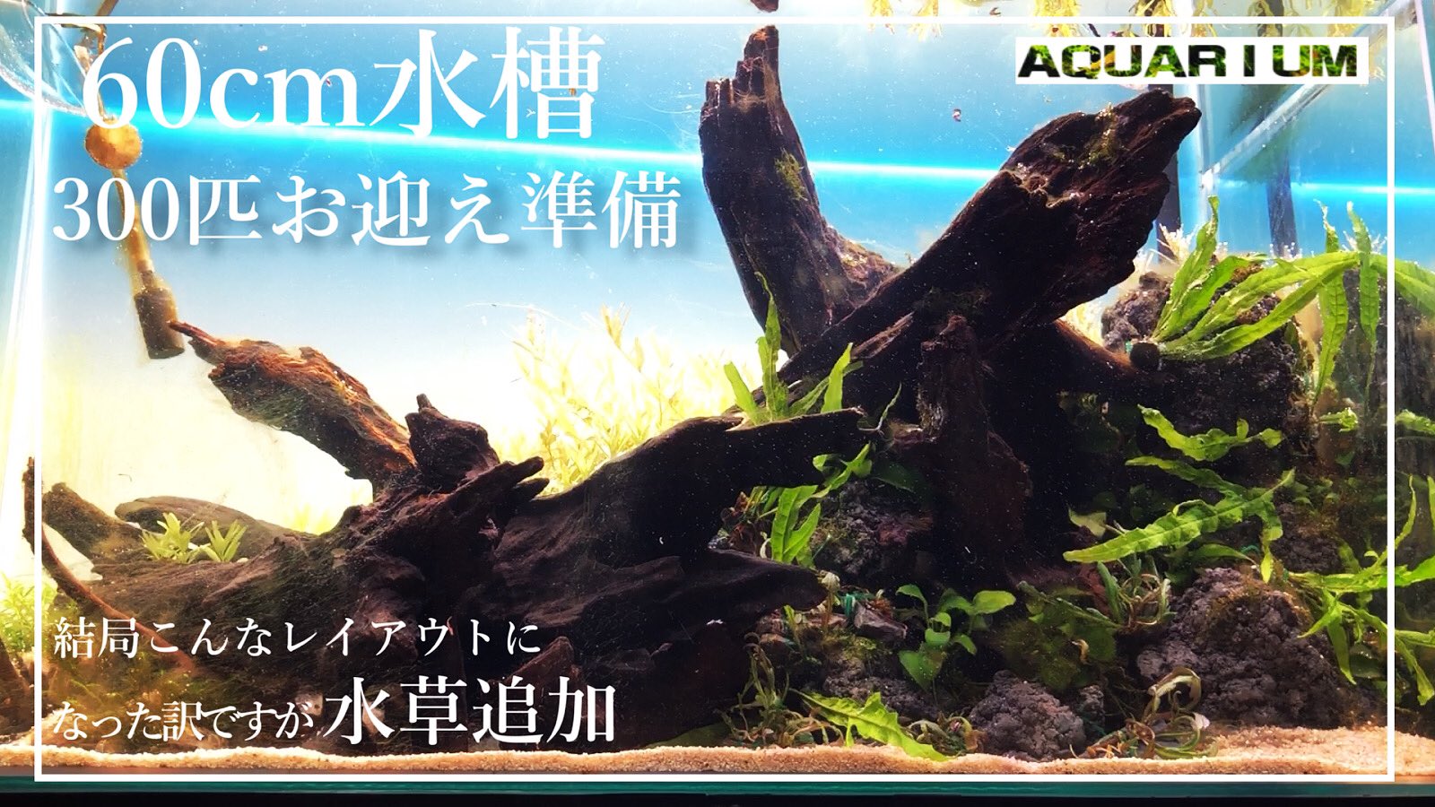だいだいch アクアリウム Daidai Ch Aqua Twitter